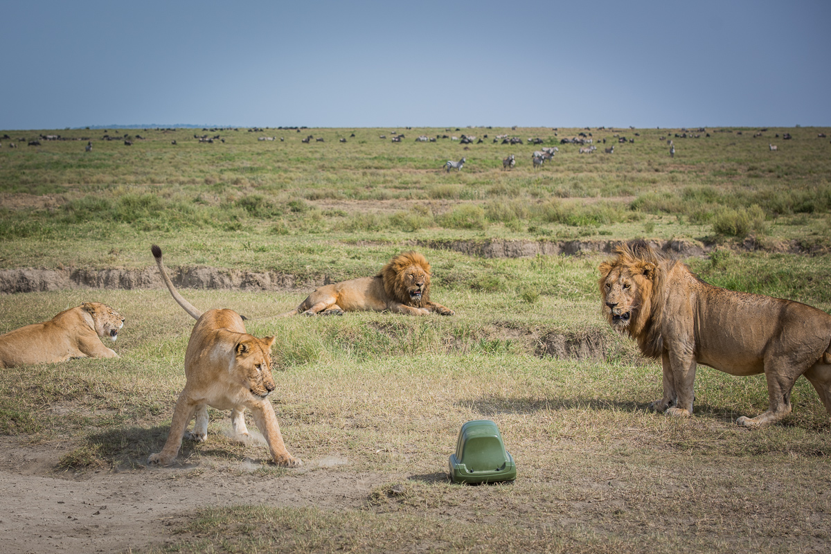 When the BeetleCam headed into this lion pride’s space,  the closest female lion went on immediate alert, while the others in the group remained disinterested.